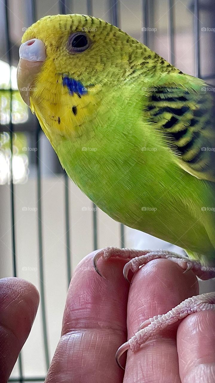 Budgerigar bird