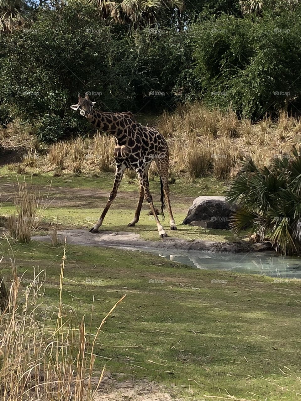 Inquisitive Giraffe 