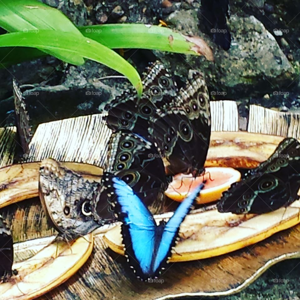 Butterflies and Bananas