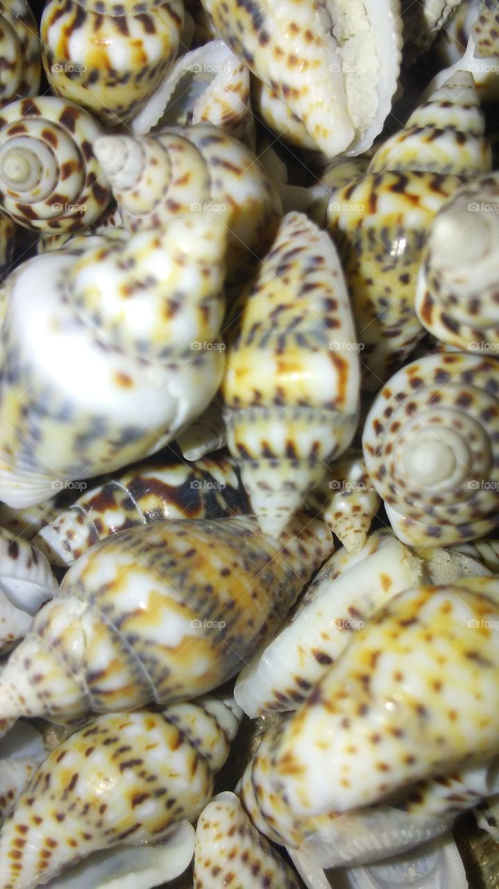 Baby Conch Shells
