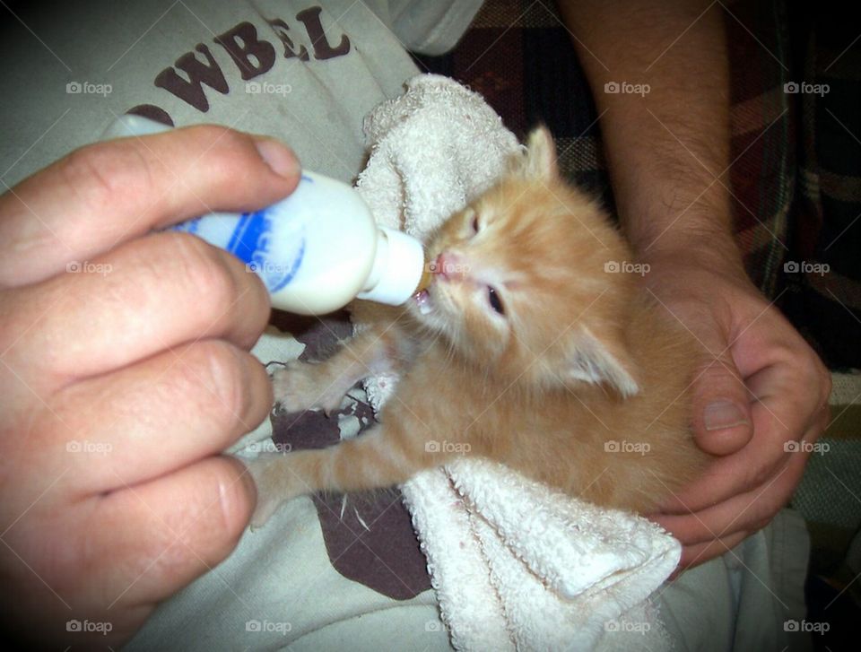 Bottle feeding kitten