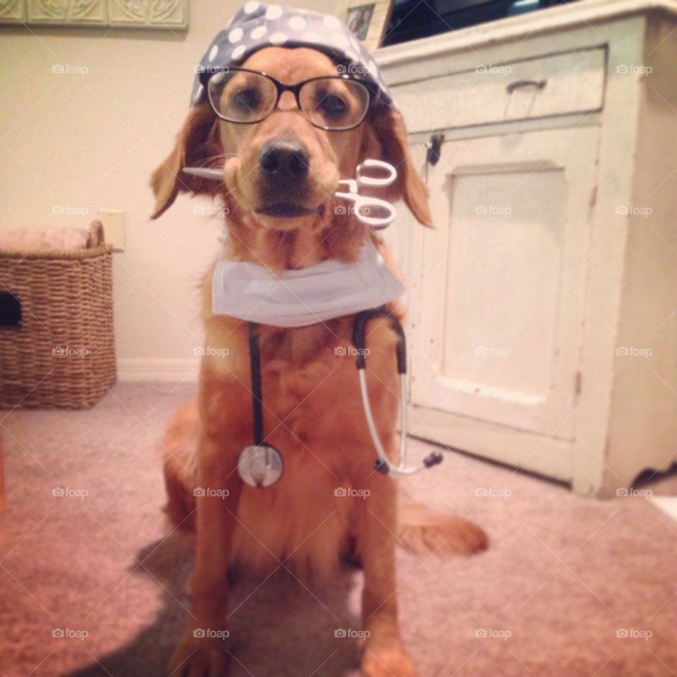 Doctor Dog