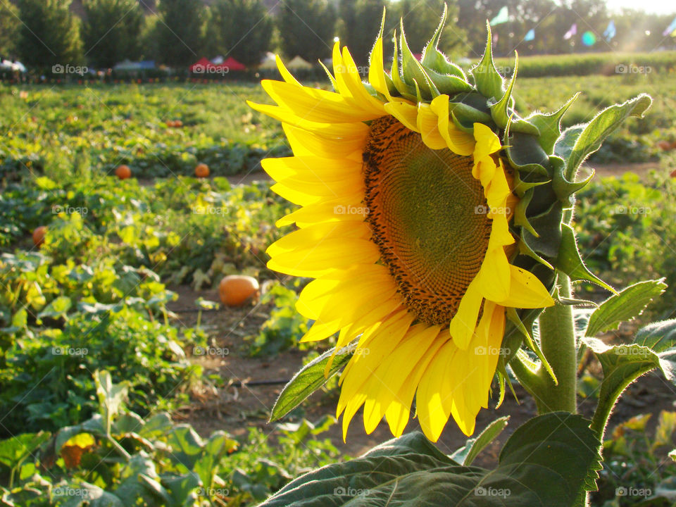 Sunflower at the pumpkin patch