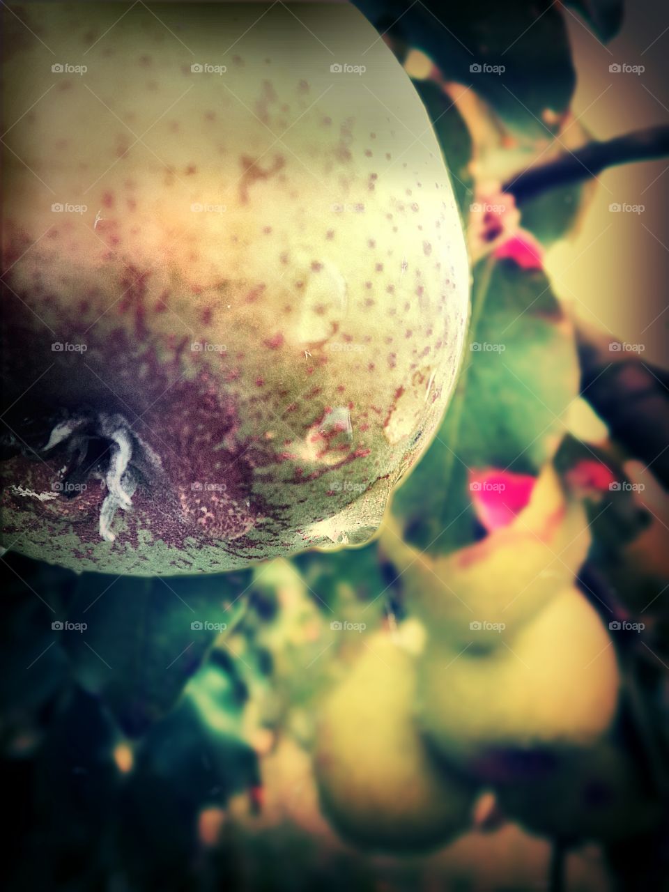 pear. a pear with raindrops