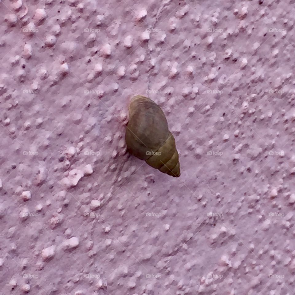 Snail at the perfume factory