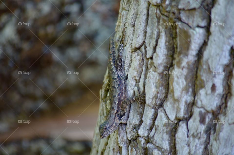 Grey and black lizard on a tree
