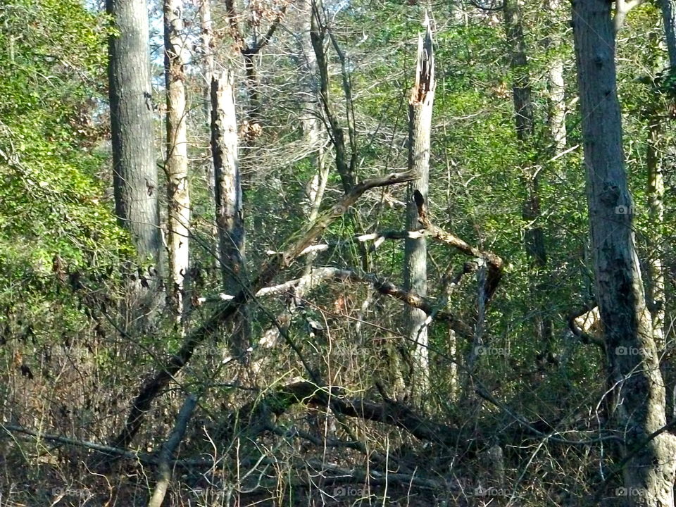 Wood, Nature, Tree, Landscape, Leaf