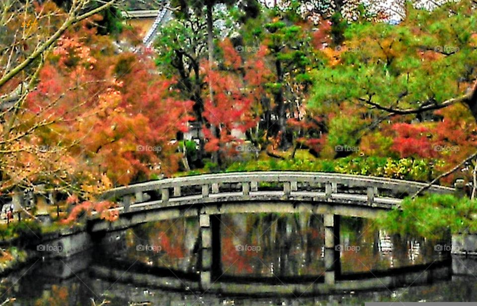 A Japan style bridge has many maples and pines around. its reflection are very colorful, brillint and beautiful, the bridge's reflection is classical. also attracts many tourists.