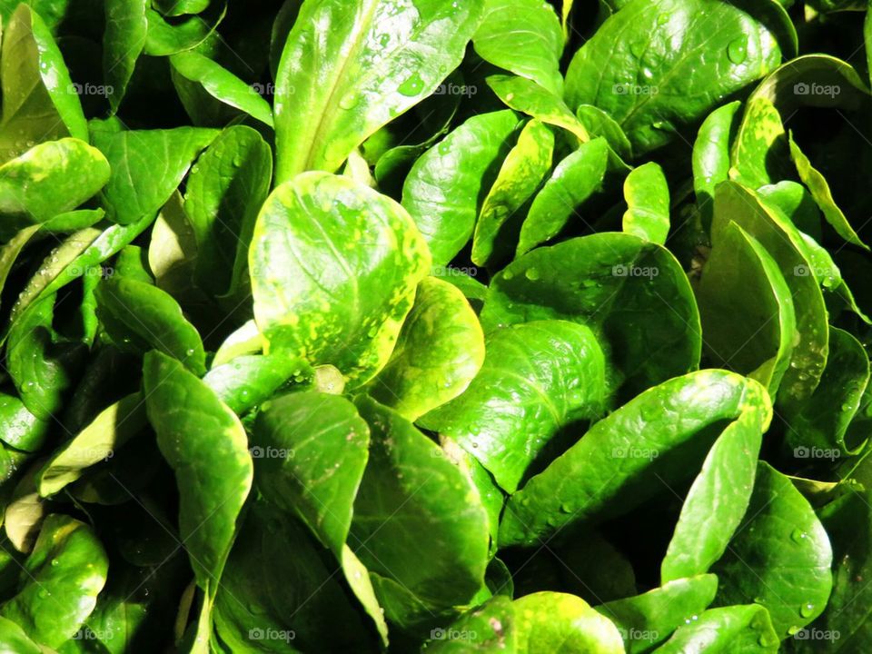 lamb's lettuce