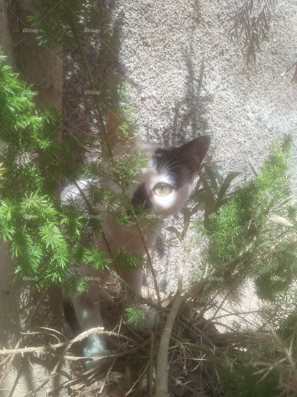 Beautiful cat looking at camera.