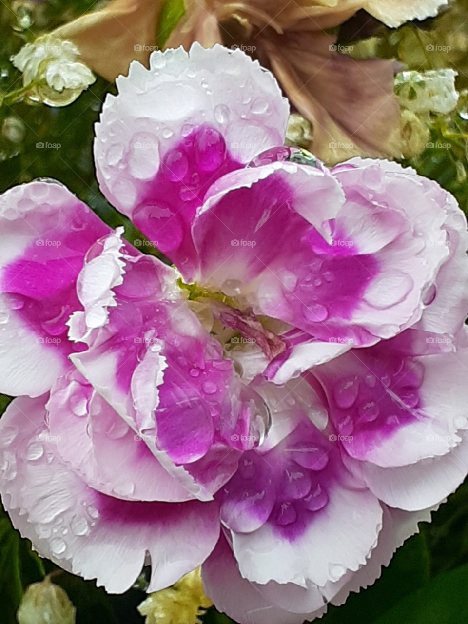 portrait of a flower