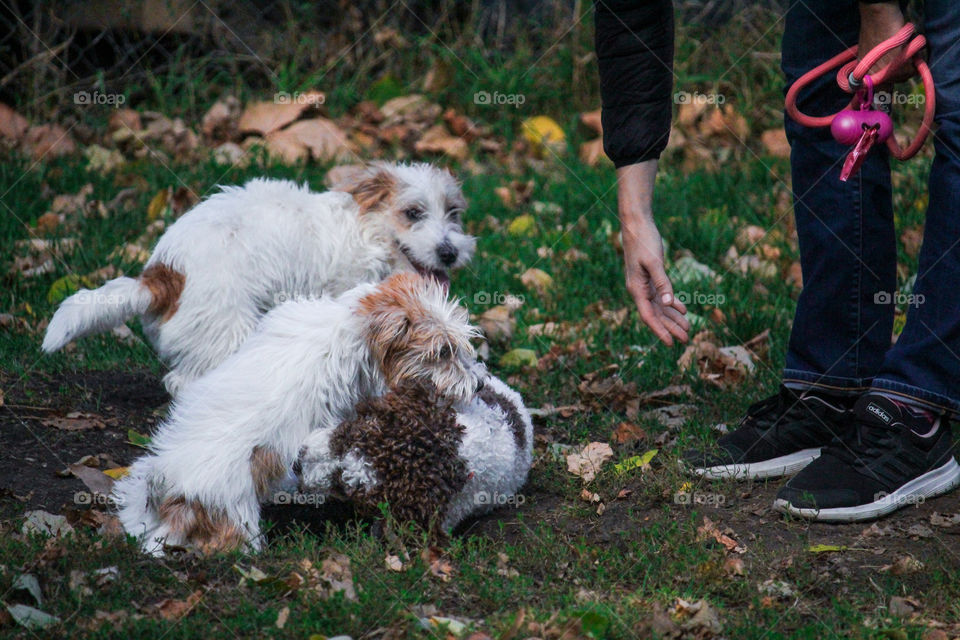 Catching dogs on a leash