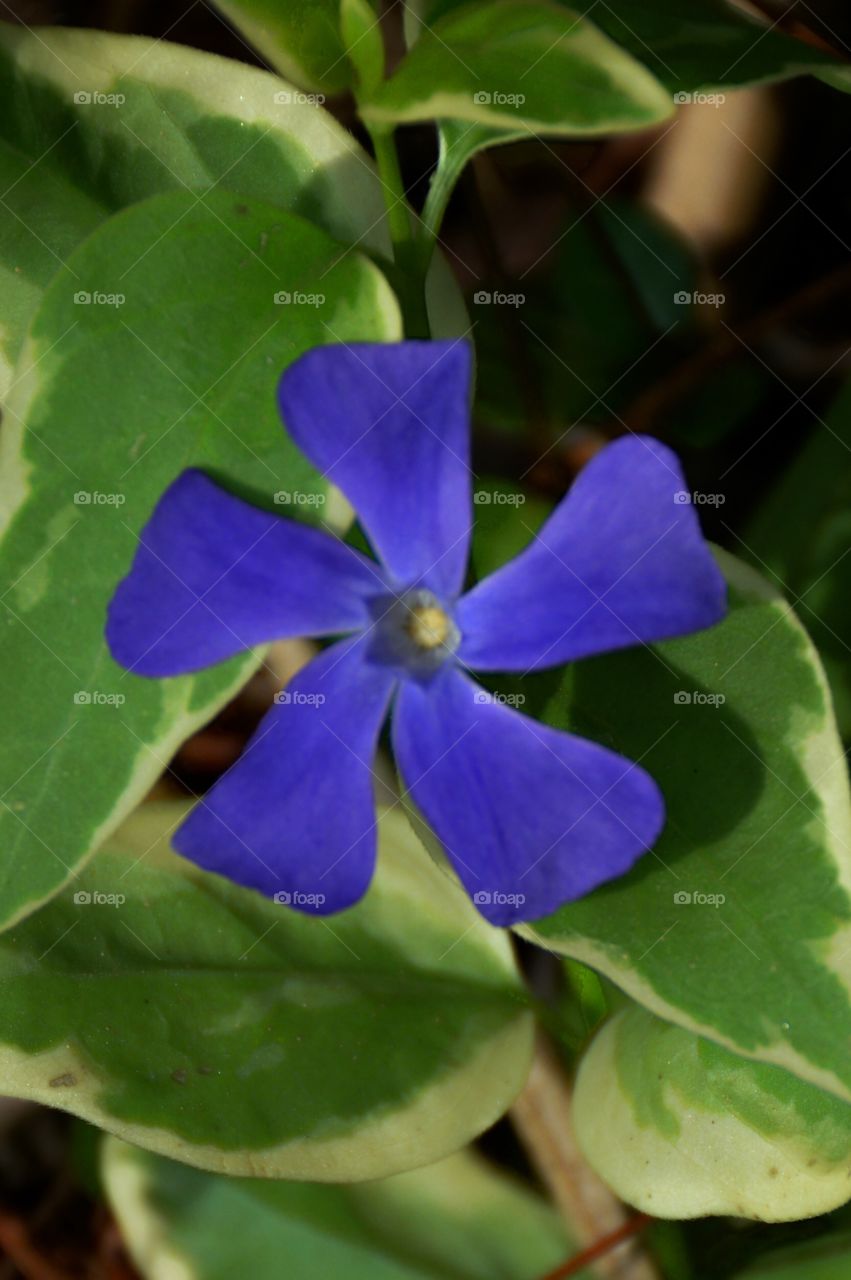 Blue Flower 