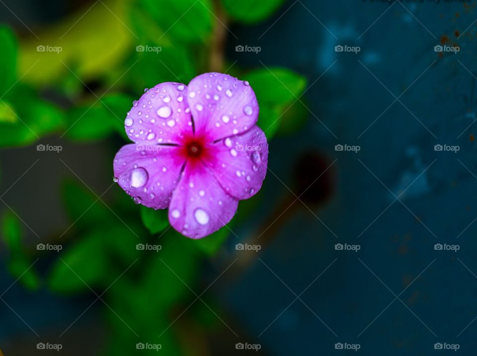 tiny shapes of water drops on pink vinca