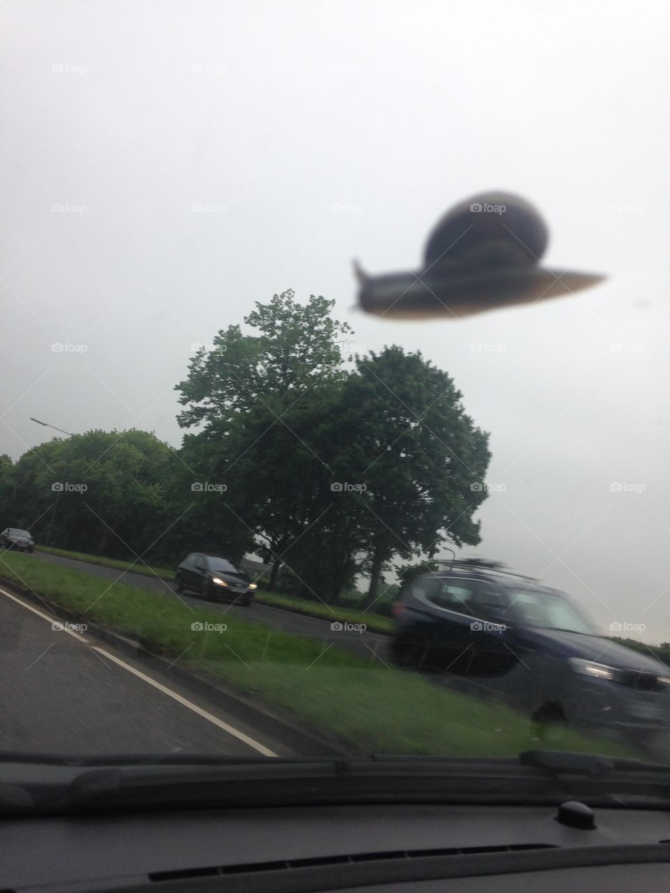 Flying snail