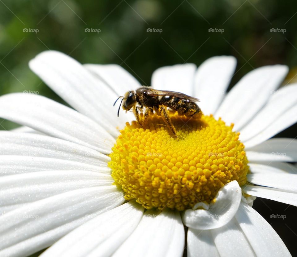 Bee eyes reflects the light