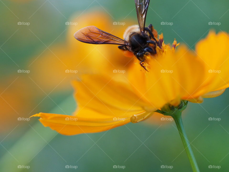 Yellow bee and its food