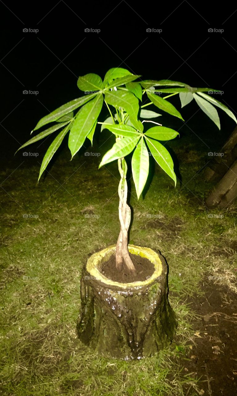 Money tree