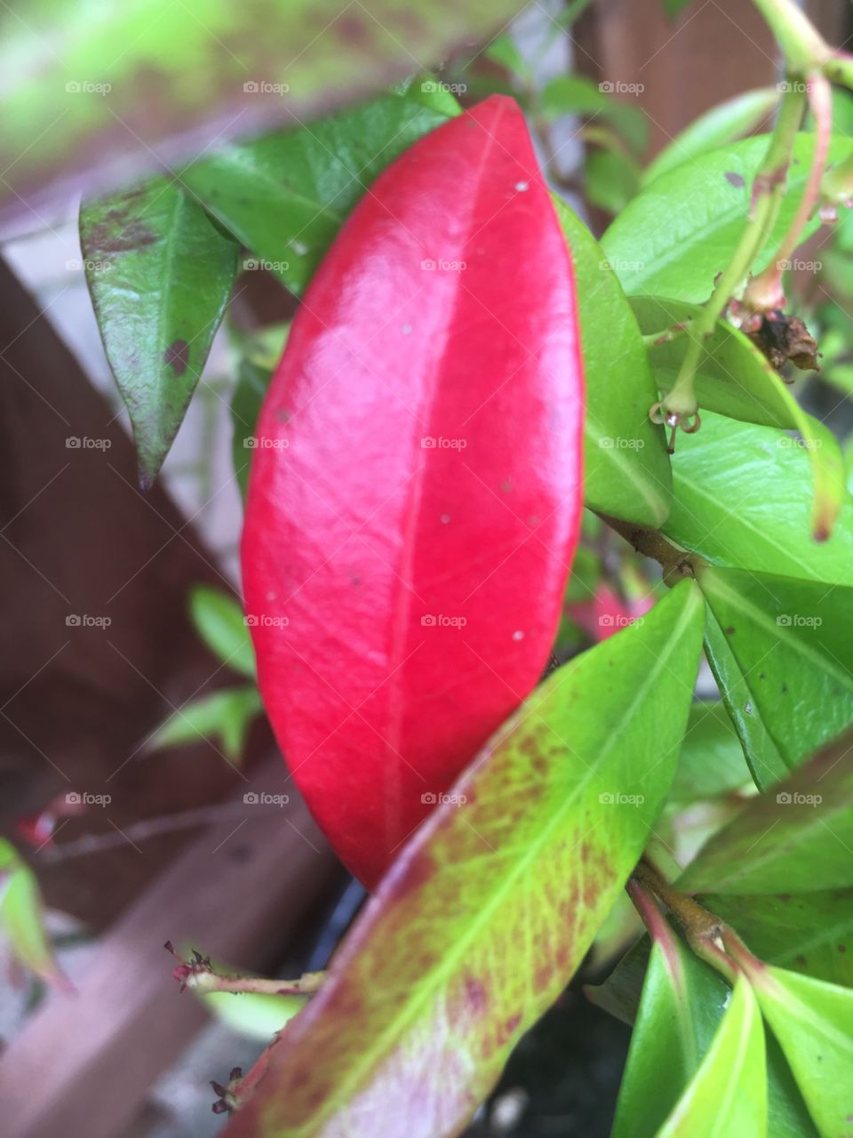 Leaf of red 