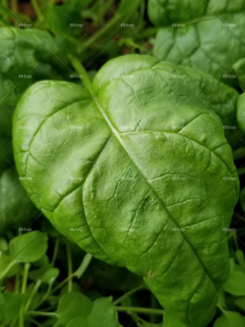 spinach leaf