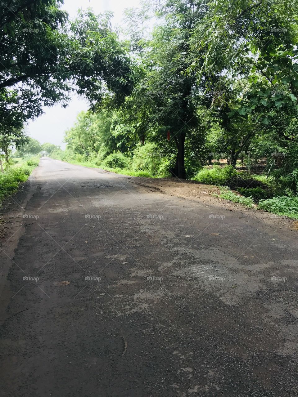 Road_greenery_tree_seenery_alone_way_village_near_city