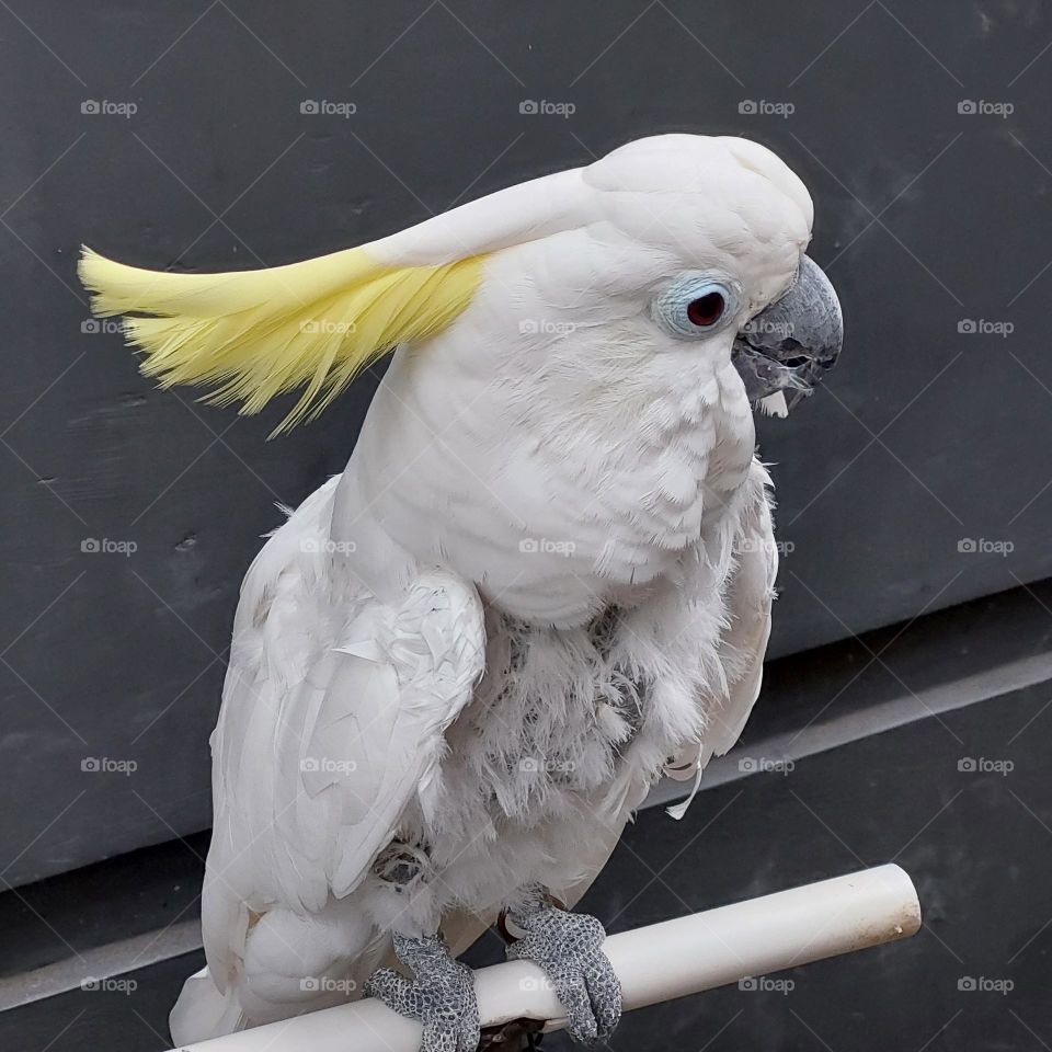 40 year old parrot, feathers start to fall out