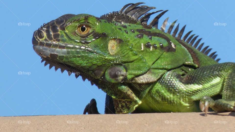 iguana on my roof