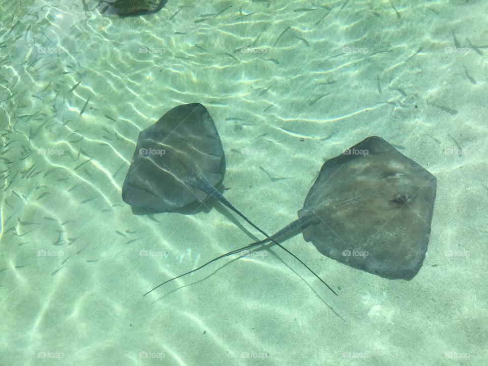 Stingray love