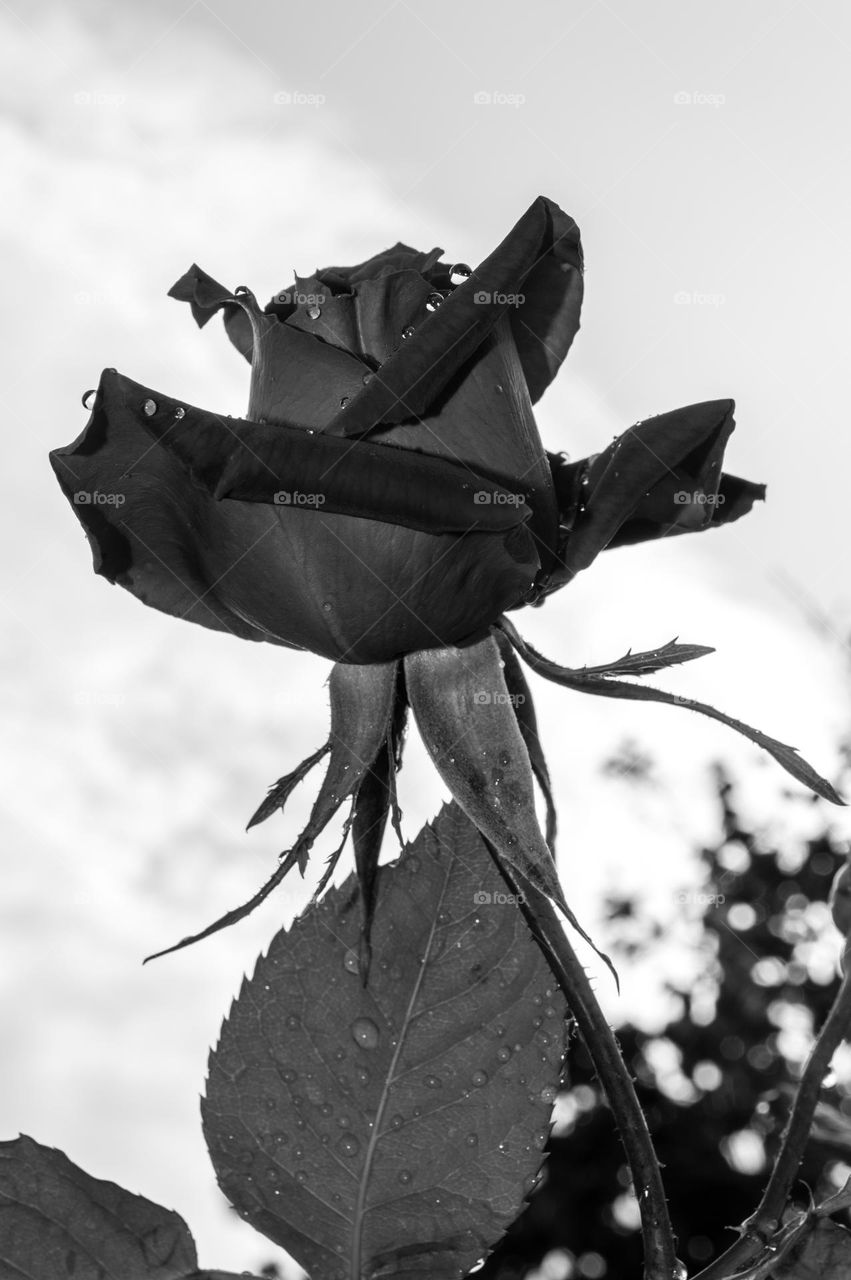 Rose in raindrops.