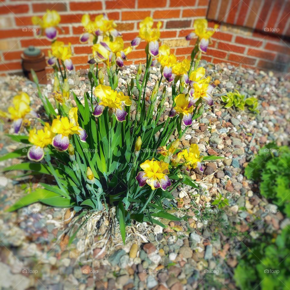 Blooms in Yellow and Purple