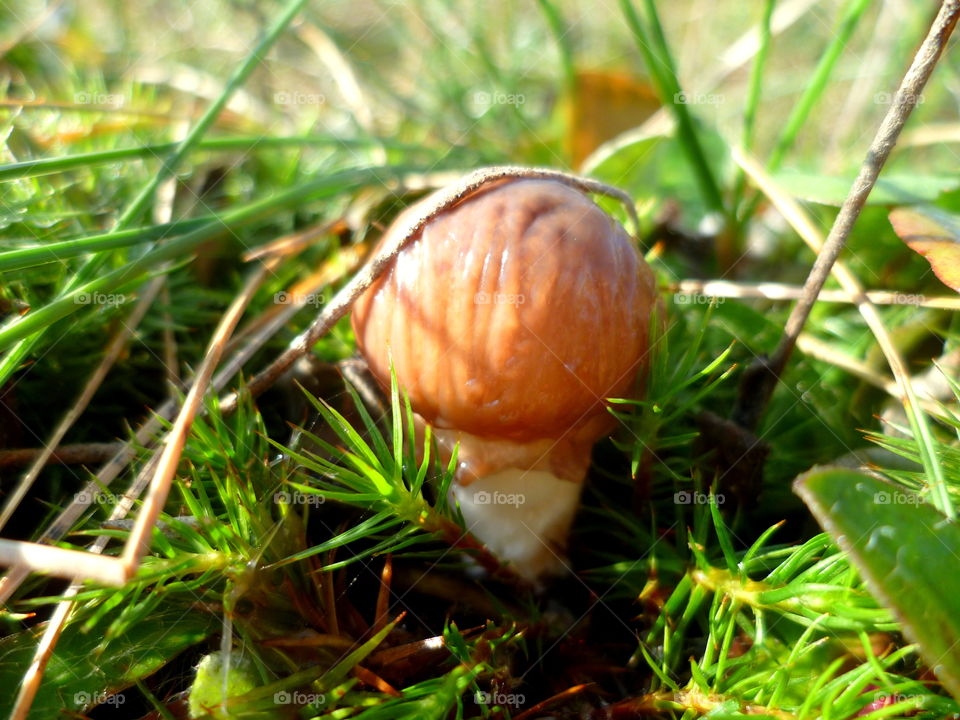 Growing mushroom