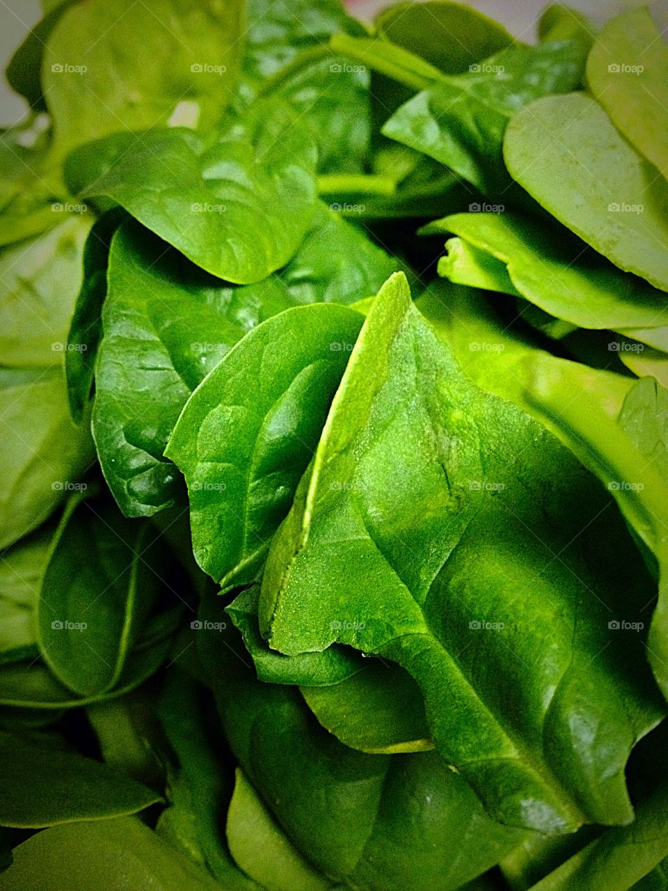 Green Baby Spinach