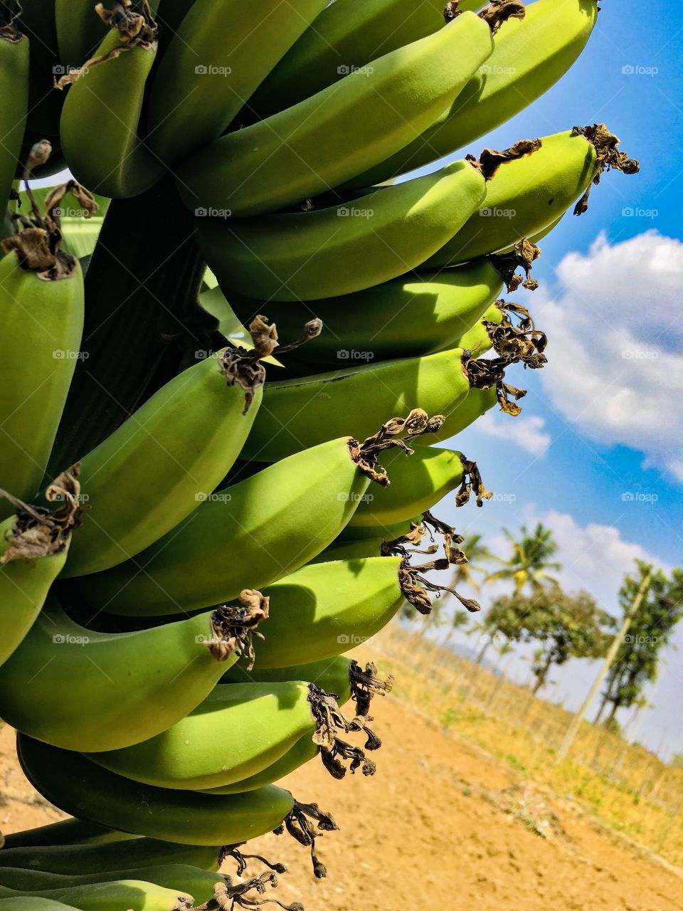 Green Bananas in my farm waiting them to ripe