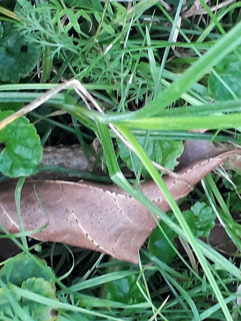 dry leaf on the grass