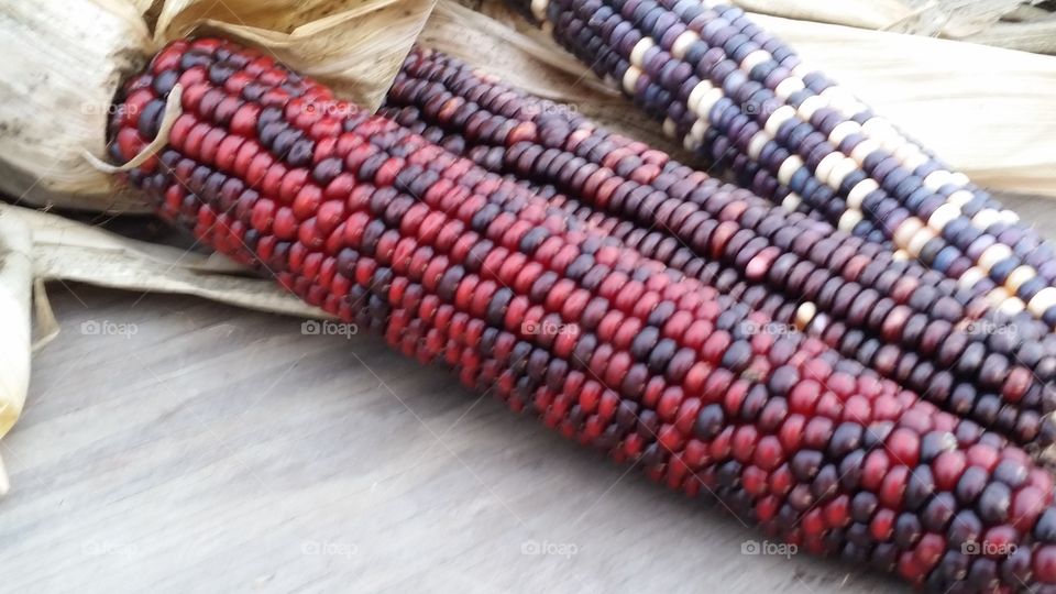 indian corn