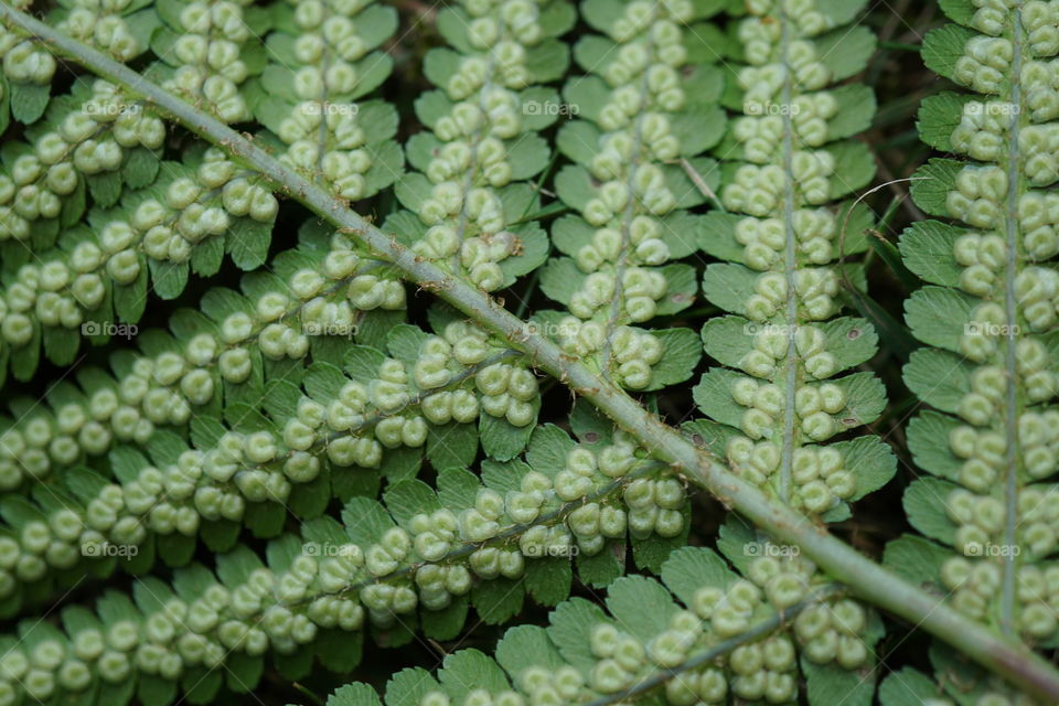 Underside of a fern branch in my garden