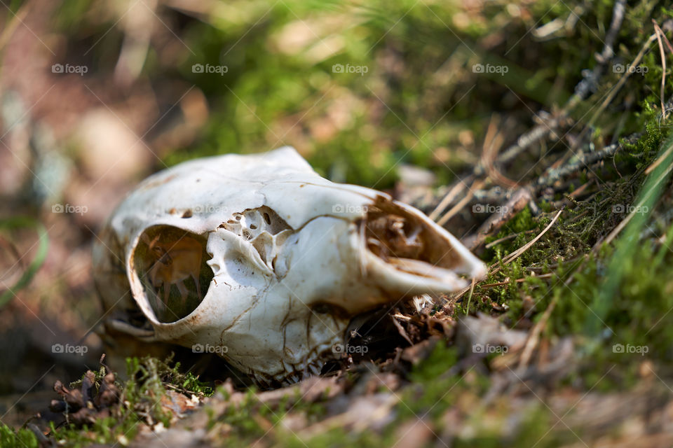 Deer skull in forest with memory trace (composite image)