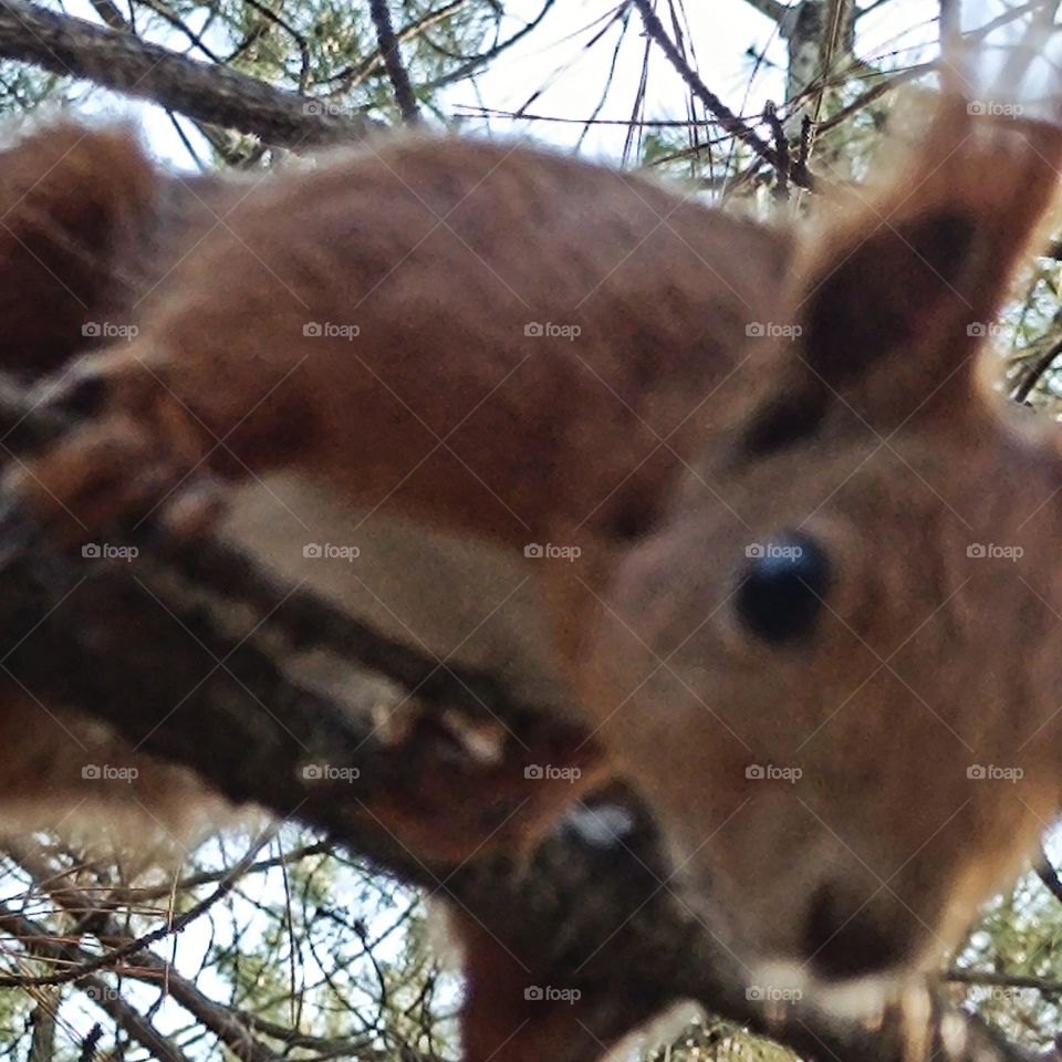 The squirrel looks with interest