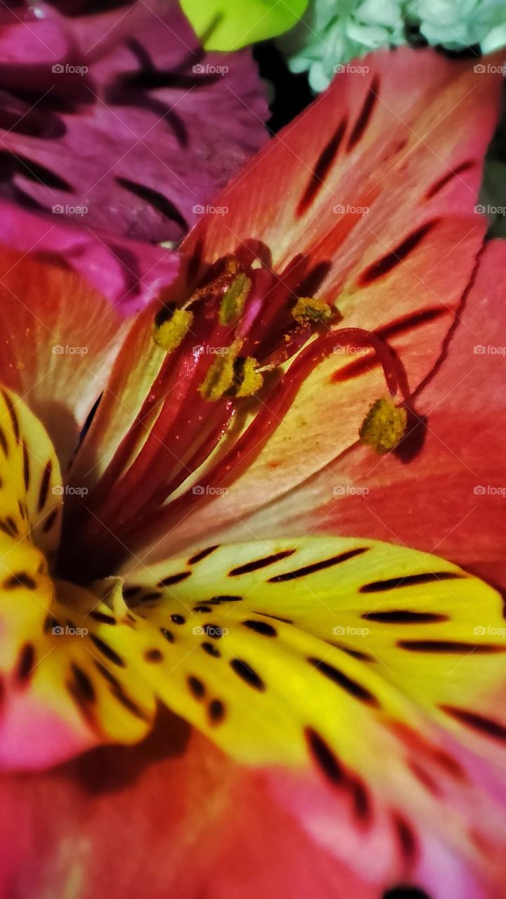 Macro photo of flower growing in the garden