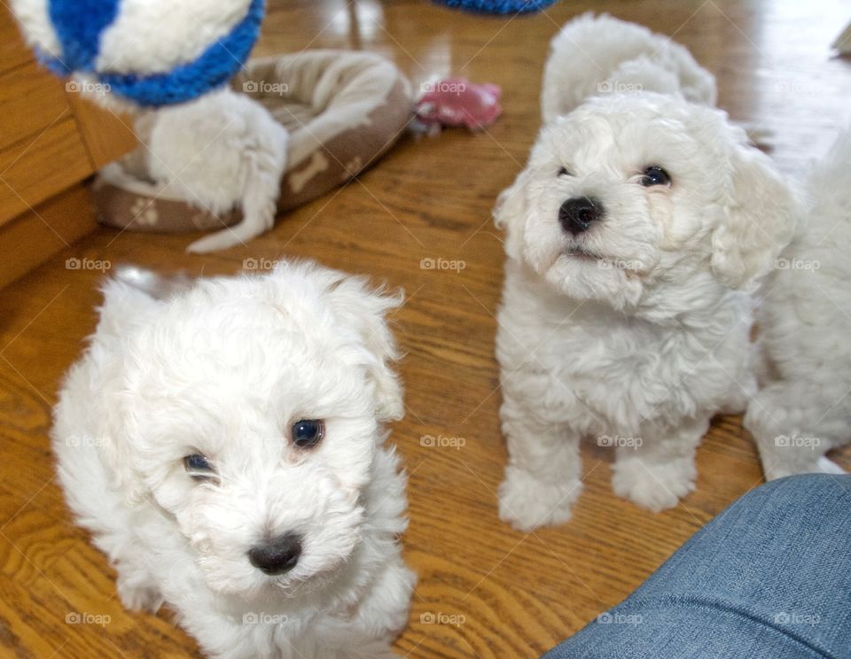 Bichon frisée puppies