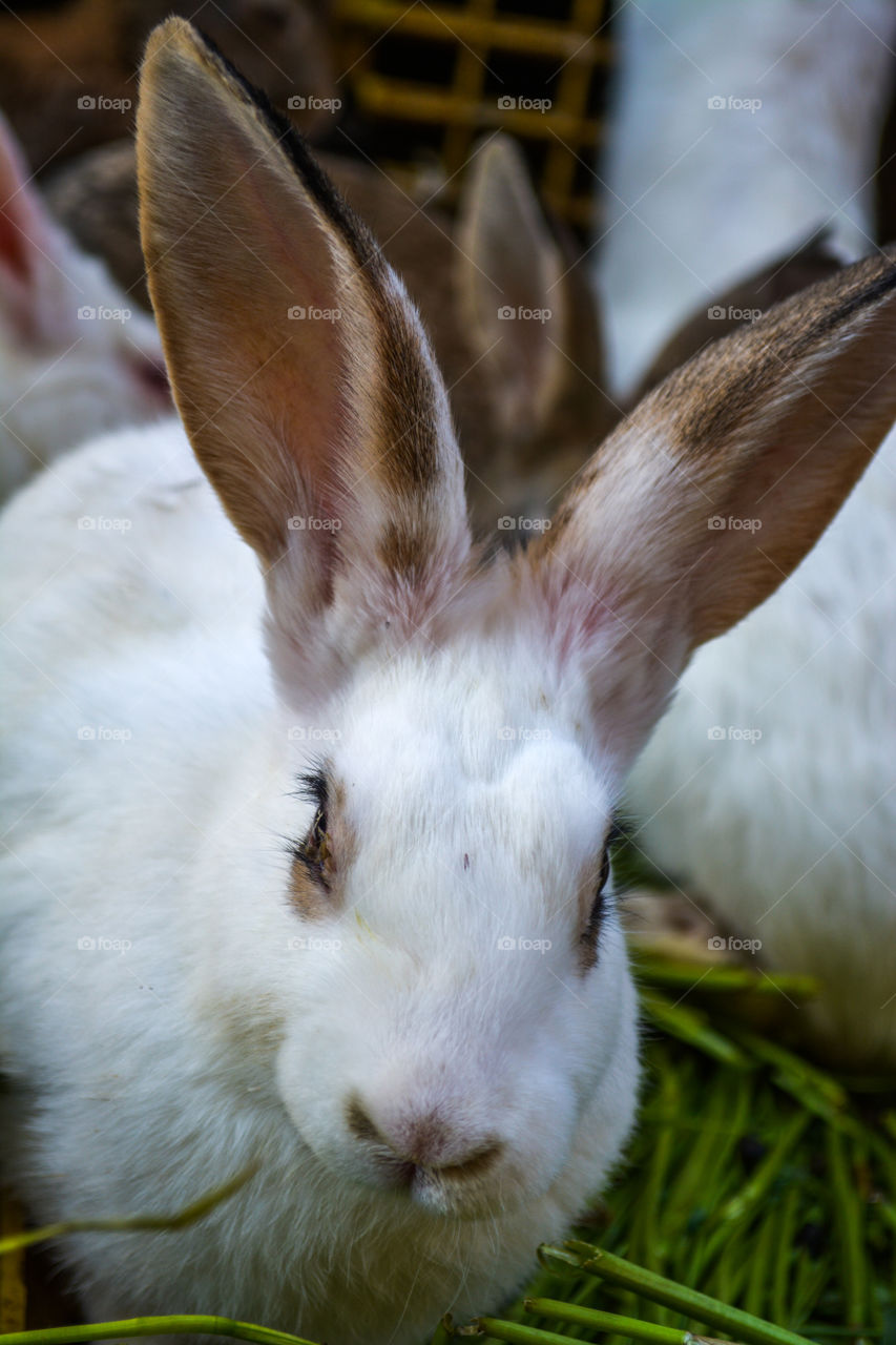 Close-up of rabbit on grass