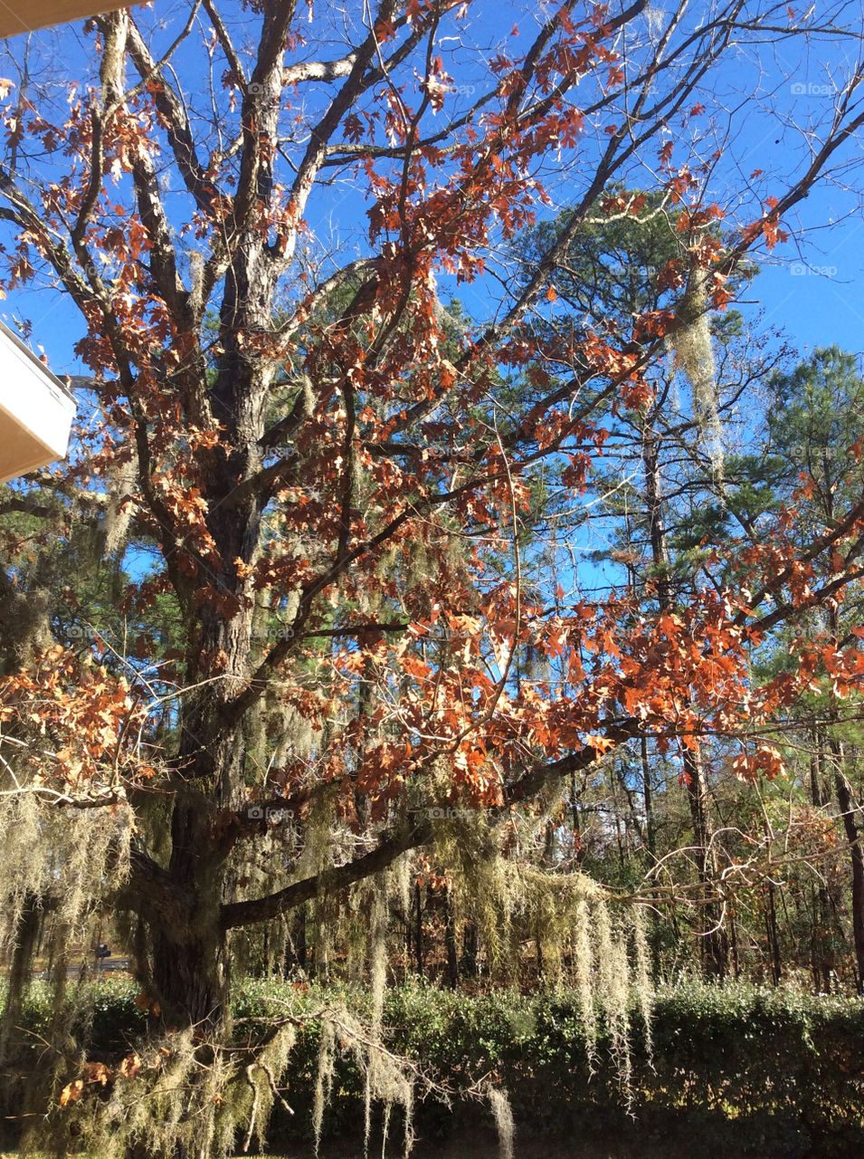Spanish moss in the fall