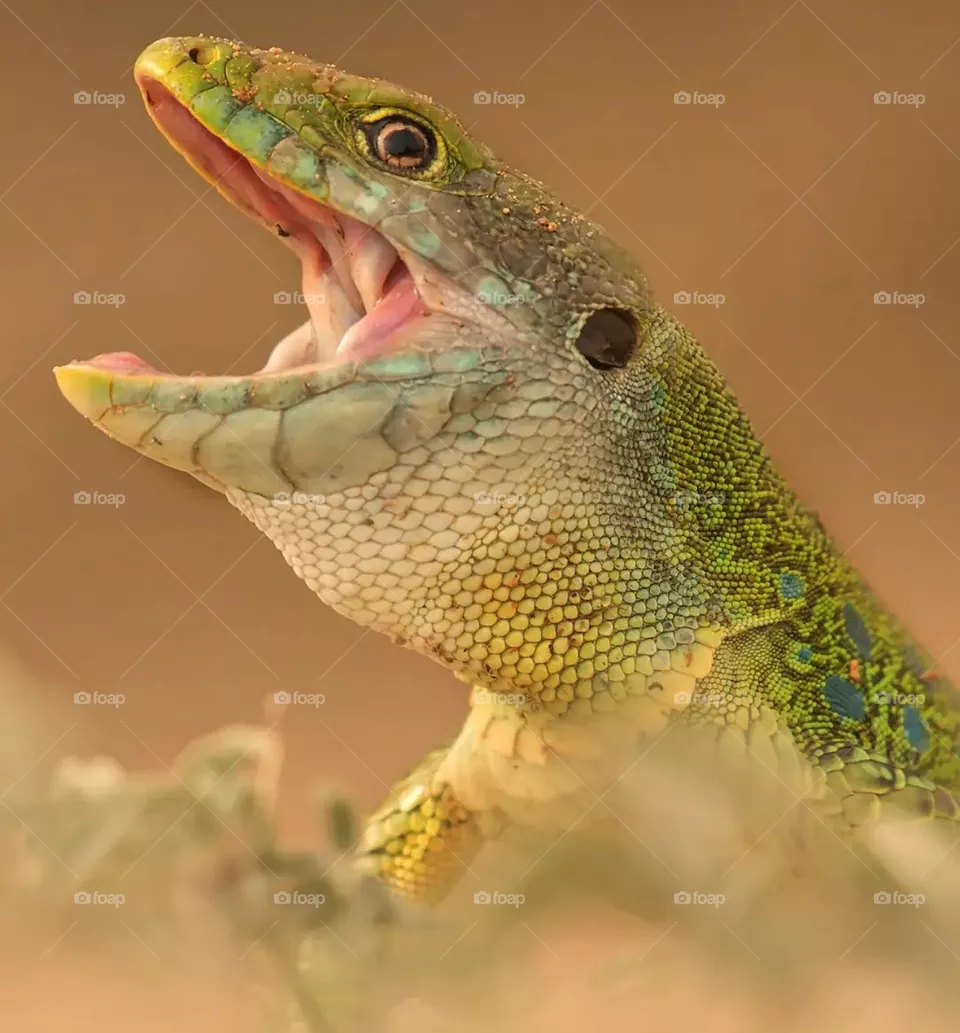 anger