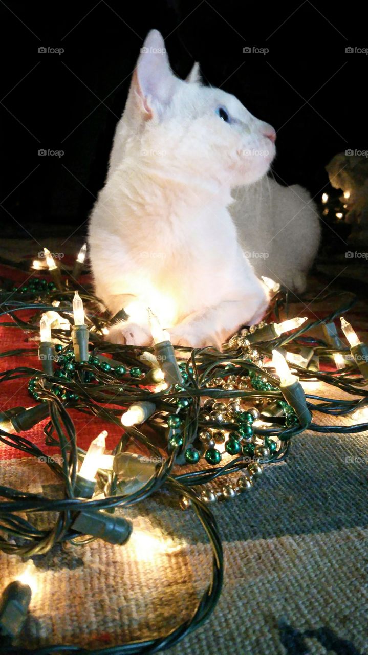white cat on floor surrounded by Christmas lights