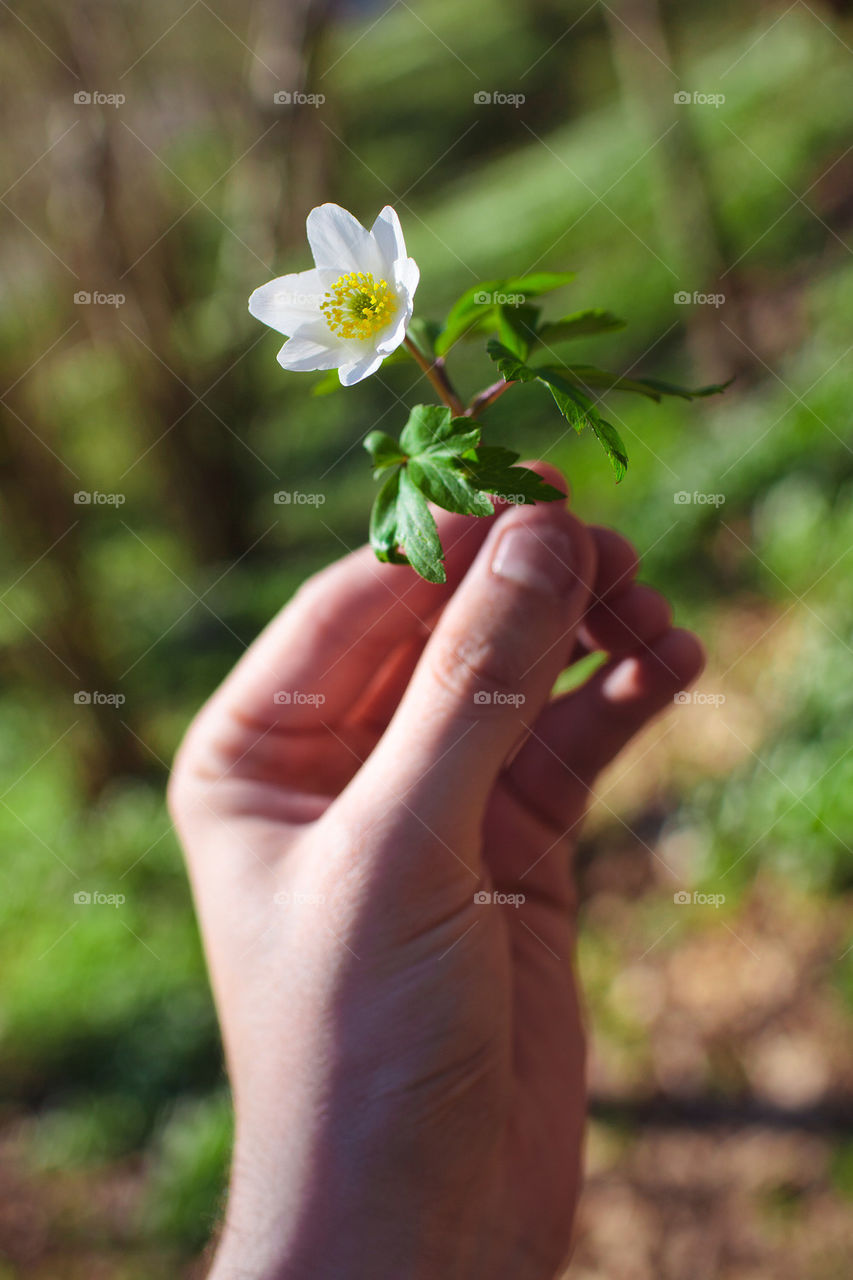 WHITE ANEMONE HELD IN HAND