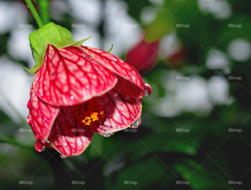 strawberry colored flower