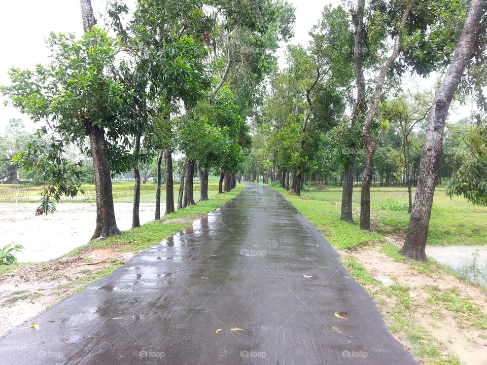 Road in rain. road in rain