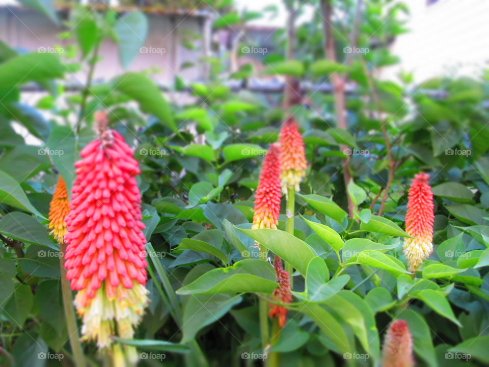 pokers in vivid color