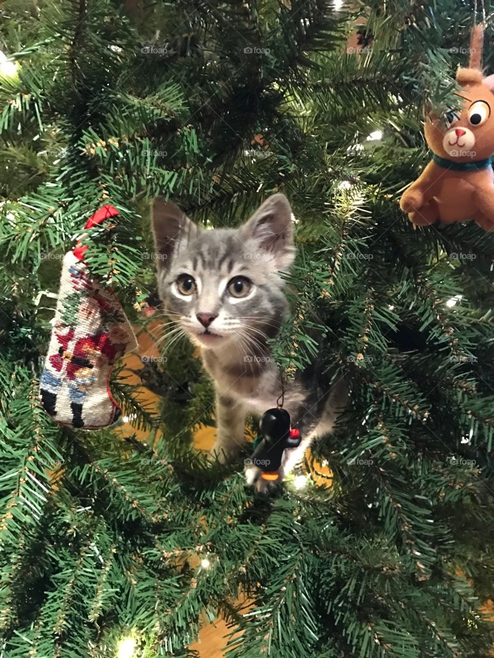 Kitty in the Tree