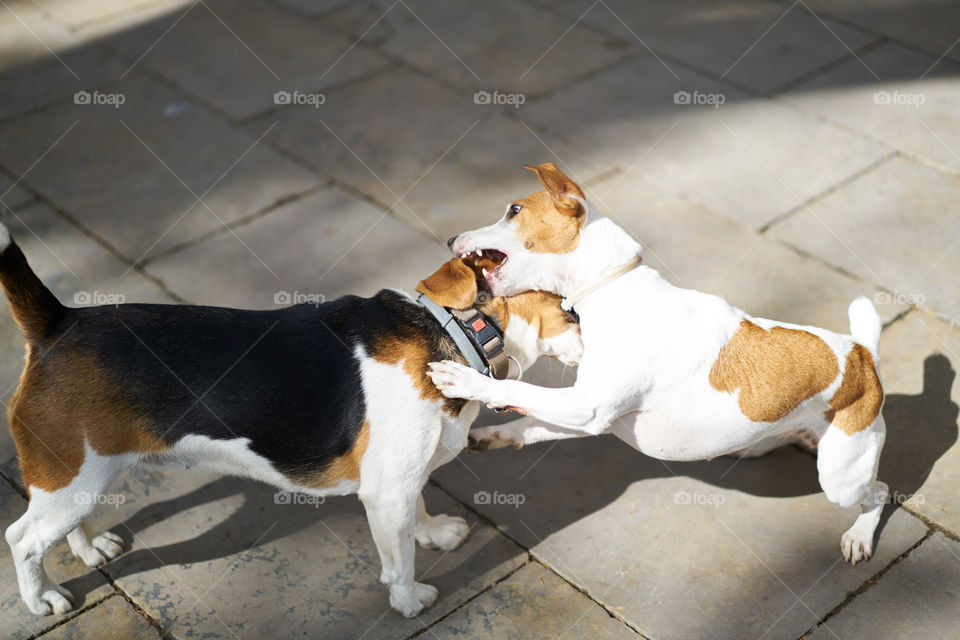 Beagle playing with a Jack Russell